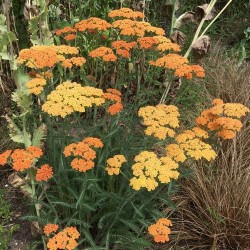 Achillea millefolium Orange...