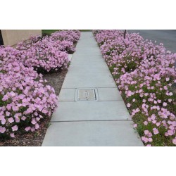 Oenothera speciosa Rosea -...