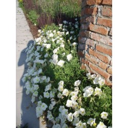 Oenothera speciosa Alba -...