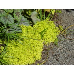 Sedum Makinoi Ogon