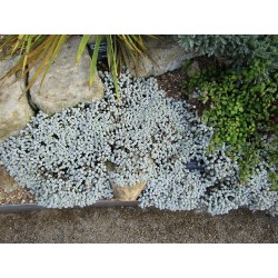 Raoulia Australis