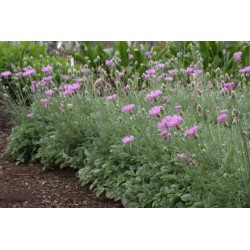 Centaurea Bella - srebrni...