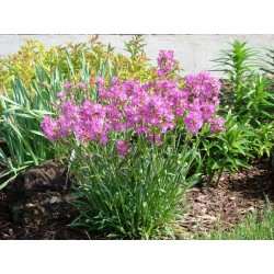 Lychnis viscaria Splendens