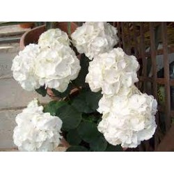 Hydrangea macrophylla...