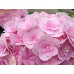 Hydrangea macrophylla Love...
