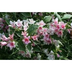 Weigela florida Suzanne