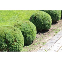 Thyja occidentalis Teddy -...