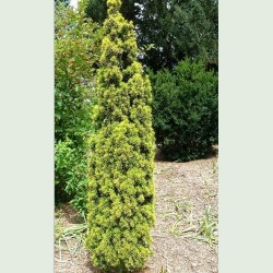 Taxus baccata pyramidalis...