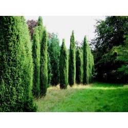 Juniperus communis...