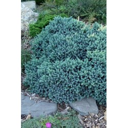 Juniperus squamata Blue...