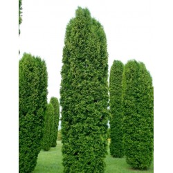 Thyja occidentalis Colomna...