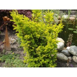 Taxus baccata Semperaurea -...