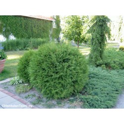 Thyja occidentalis Globosa...