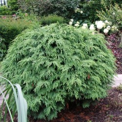 Chamaecyparis lawsoniana...