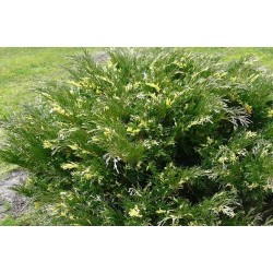 Juniperus horizontalis...