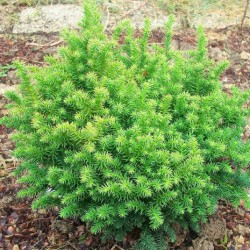 Cryptomeria japonica...