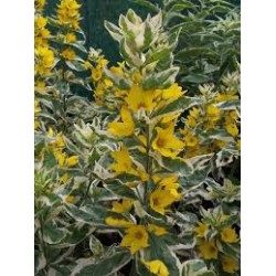 Lysimachia puncata...