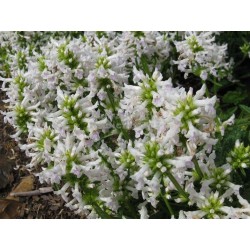 Stachys officinalis