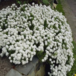 Iberis sempervirens - Iberis