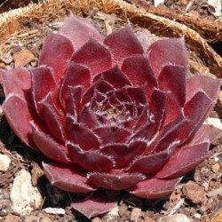 Sempervivum tectorum Rubin