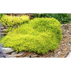 Thymus pulegioides Archers...