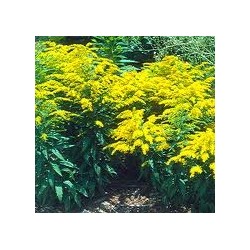 Solidago canadesi -...