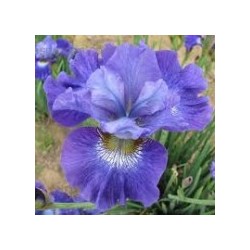 Iris sibirica (plavi cvet)