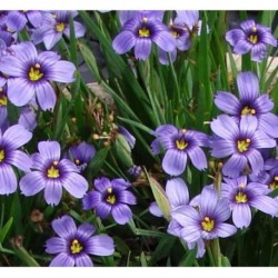 Sysirinchium sp.