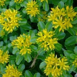 Sedum kamtschaticum