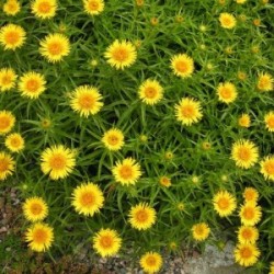 Inula ensifolia- Patujasti...