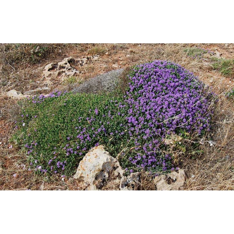 Thymus capitatus