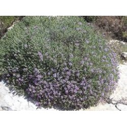 Coridothymus capitatus