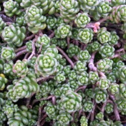 Sedum album laconicum