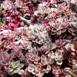 Sedum spurium tricolor