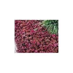 Sedum spurium coccineum