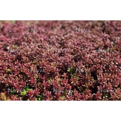 Sedum album Coral Carpet