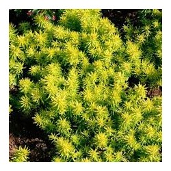 Sedum Angelina