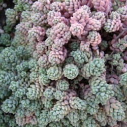 Sedum dasyphyllum Burnatii