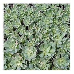 Sedum pachyclados