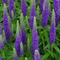 Veronica spicata (plavi cvet)