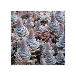 Orosthachys iwarenge