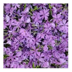 Phlox subulata Purple Beauty