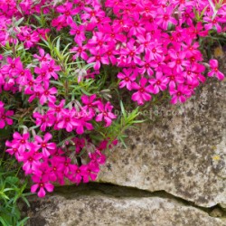 Phlox subulata Scarlet Flame