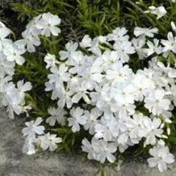 Phlox  subulata White