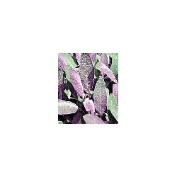 Salvia officinalis purpurea