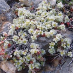 Paronychia kapela