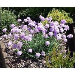 Scabiosa Blue Diamond