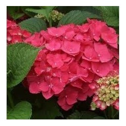 Hydrangea microphylla...