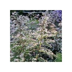 Aster laterifolius  var....