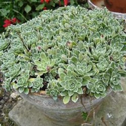 Saxifraga paniculata